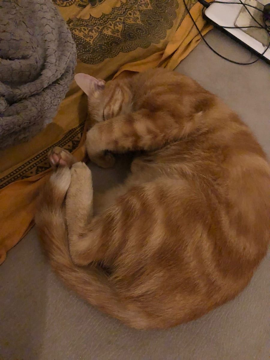 Profil von Ringo